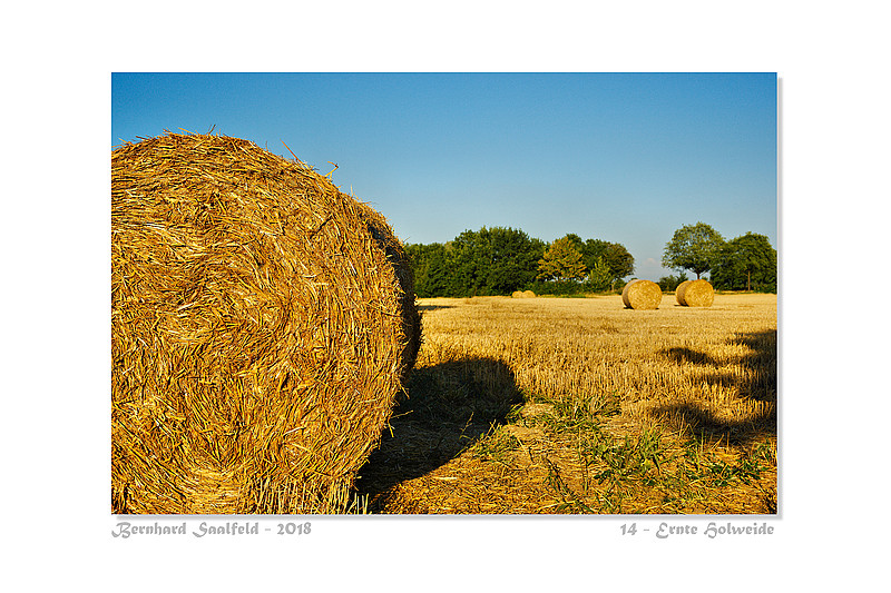 Bernhard Saalfeld - 14 - Ernte Holweide_800